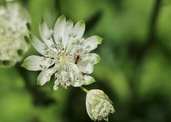 The Major GPA: A Comprehensive Guide to Calculation, Interpretation, and Strategic Application