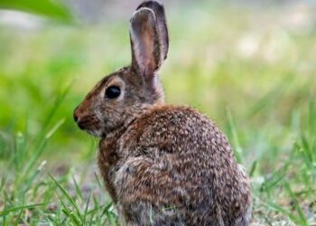 The Observer and the Advocate: A Comprehensive Analysis of the Distinction and Symbiosis Between Environmental Science and Environmentalism