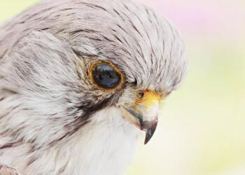 The Career Symphony: A Guide to Composing a Life of Meaningful Work