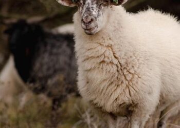 The Sheepskin and the Blockchain: Redefining Trust in the Age of Digital Proof