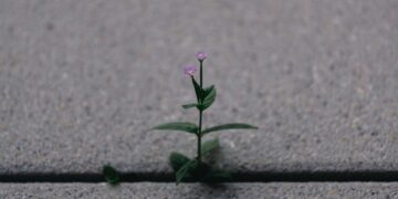 The Architect of You: Why “What Should I Be When I Grow Up?” is the Wrong Question